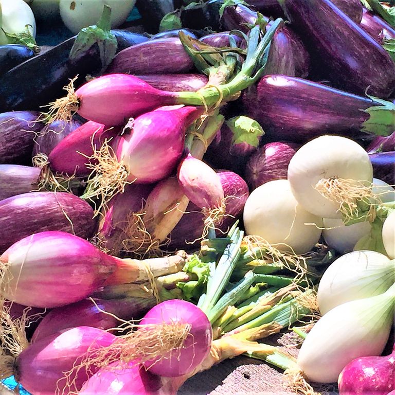 alimentation vivante