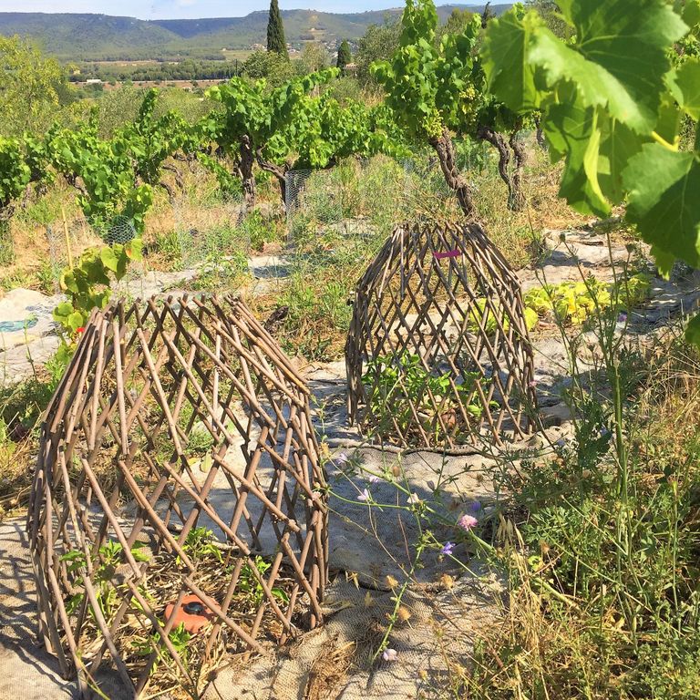 Producteurs locaux